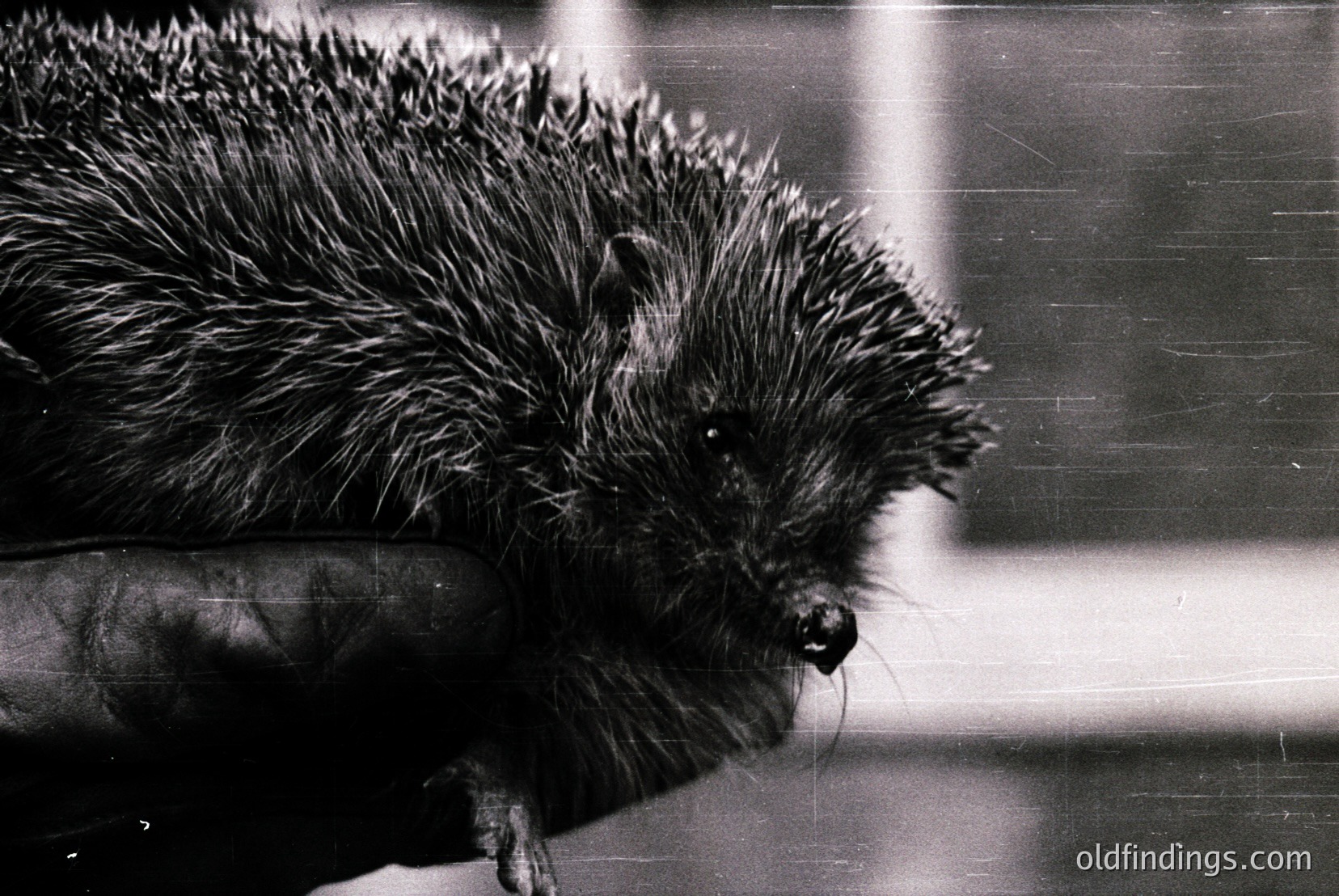 Vintage photograph