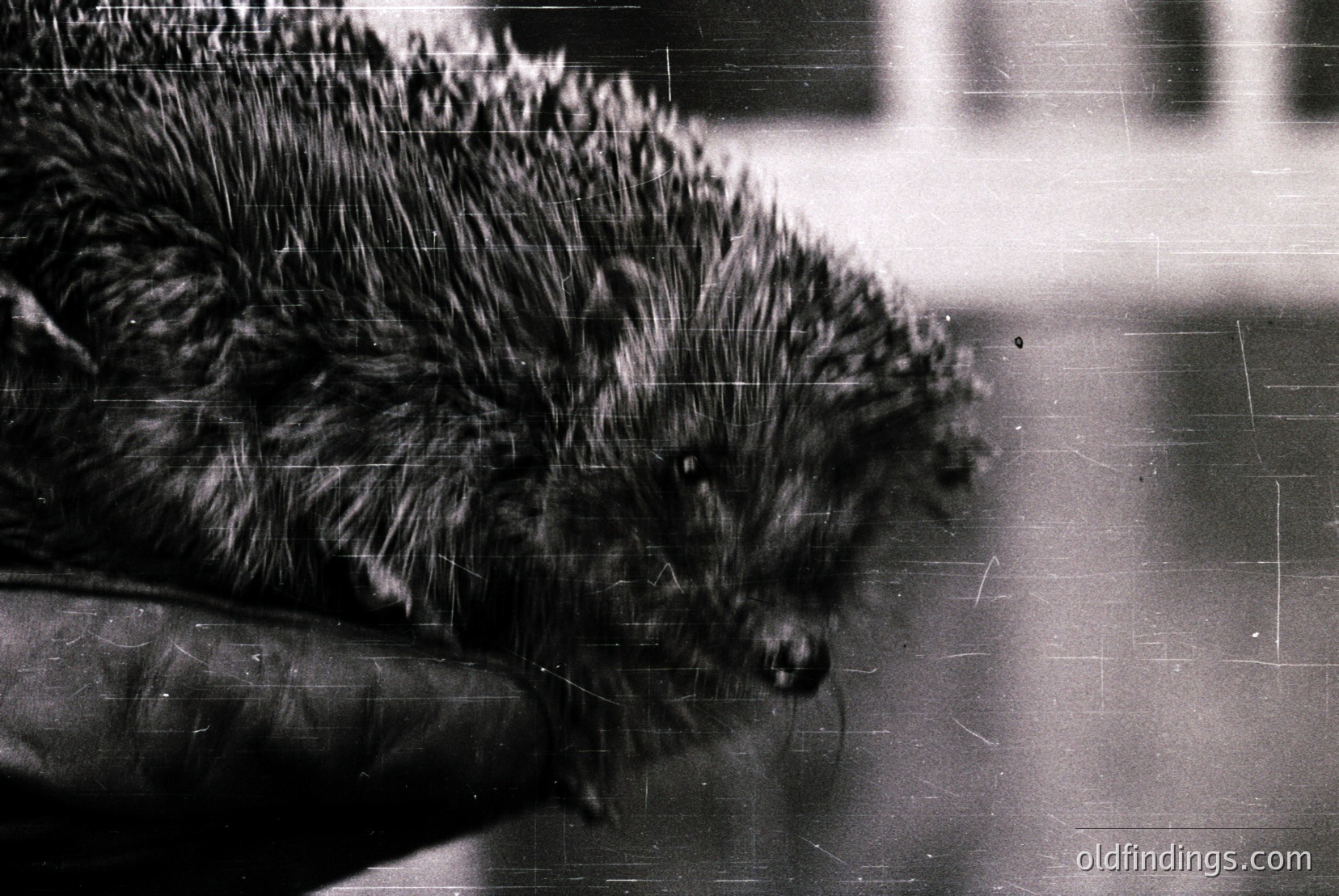 Vintage photograph