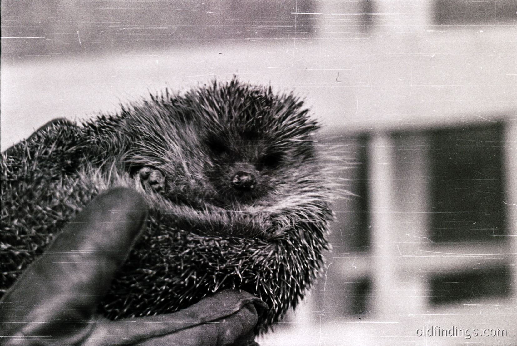 Vintage photograph
