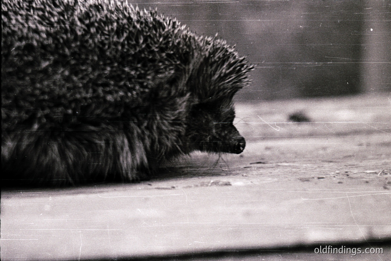 Vintage photograph