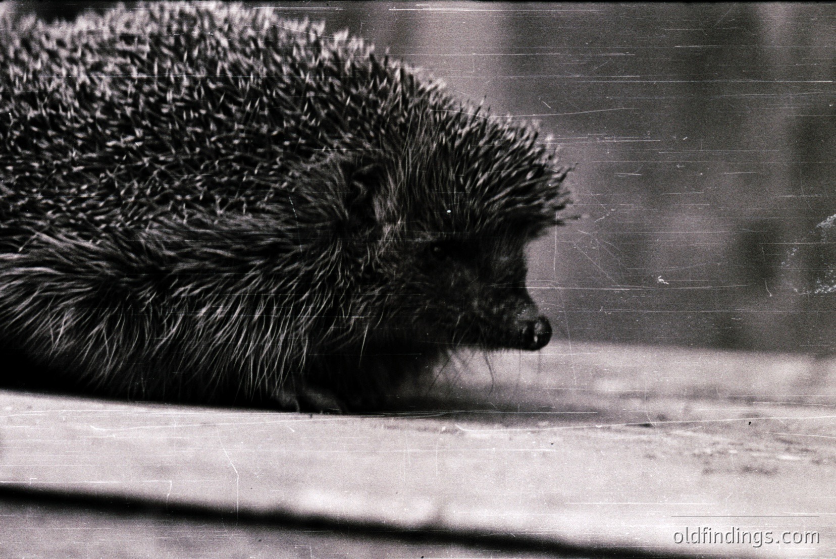 Vintage photograph