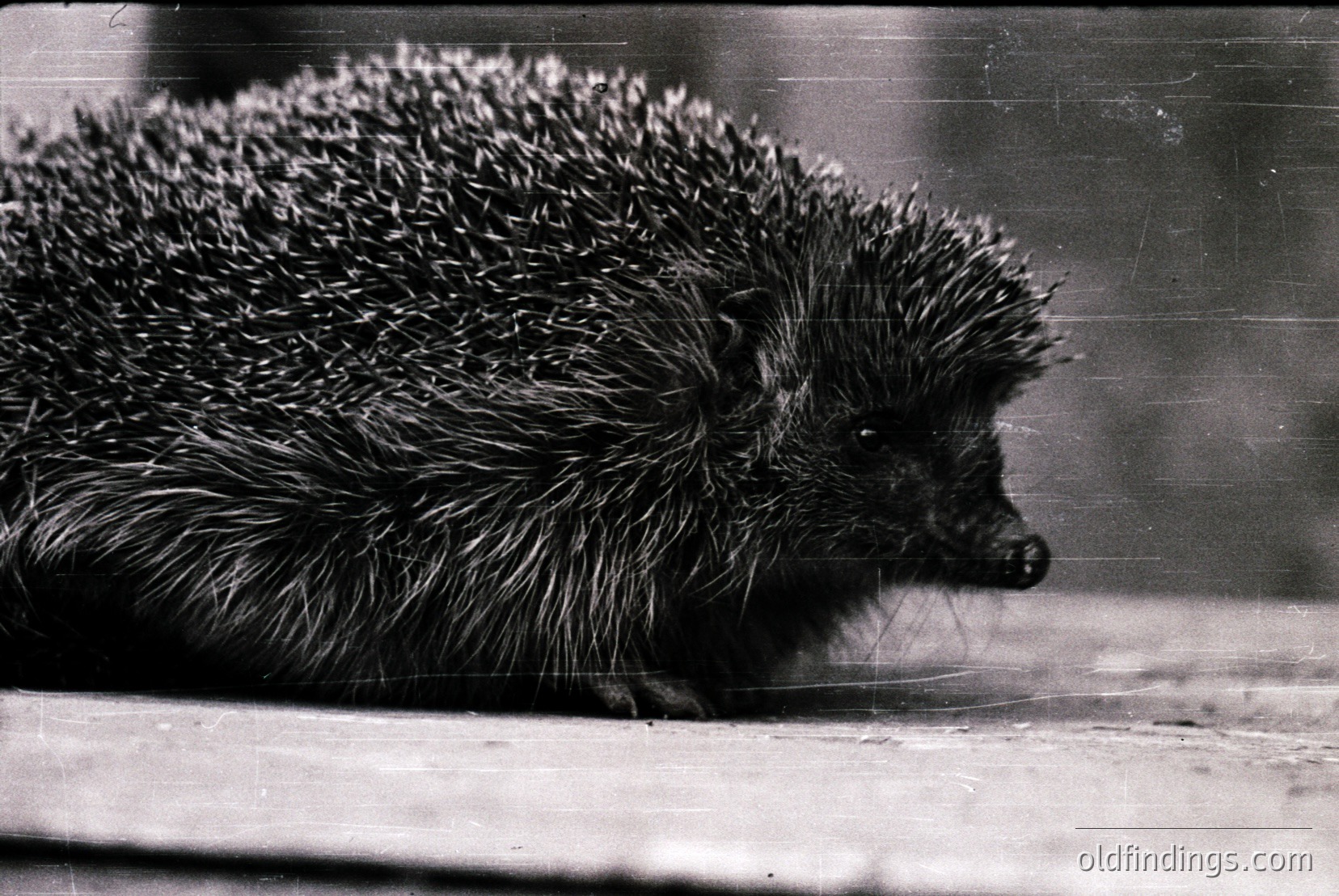 Vintage photograph