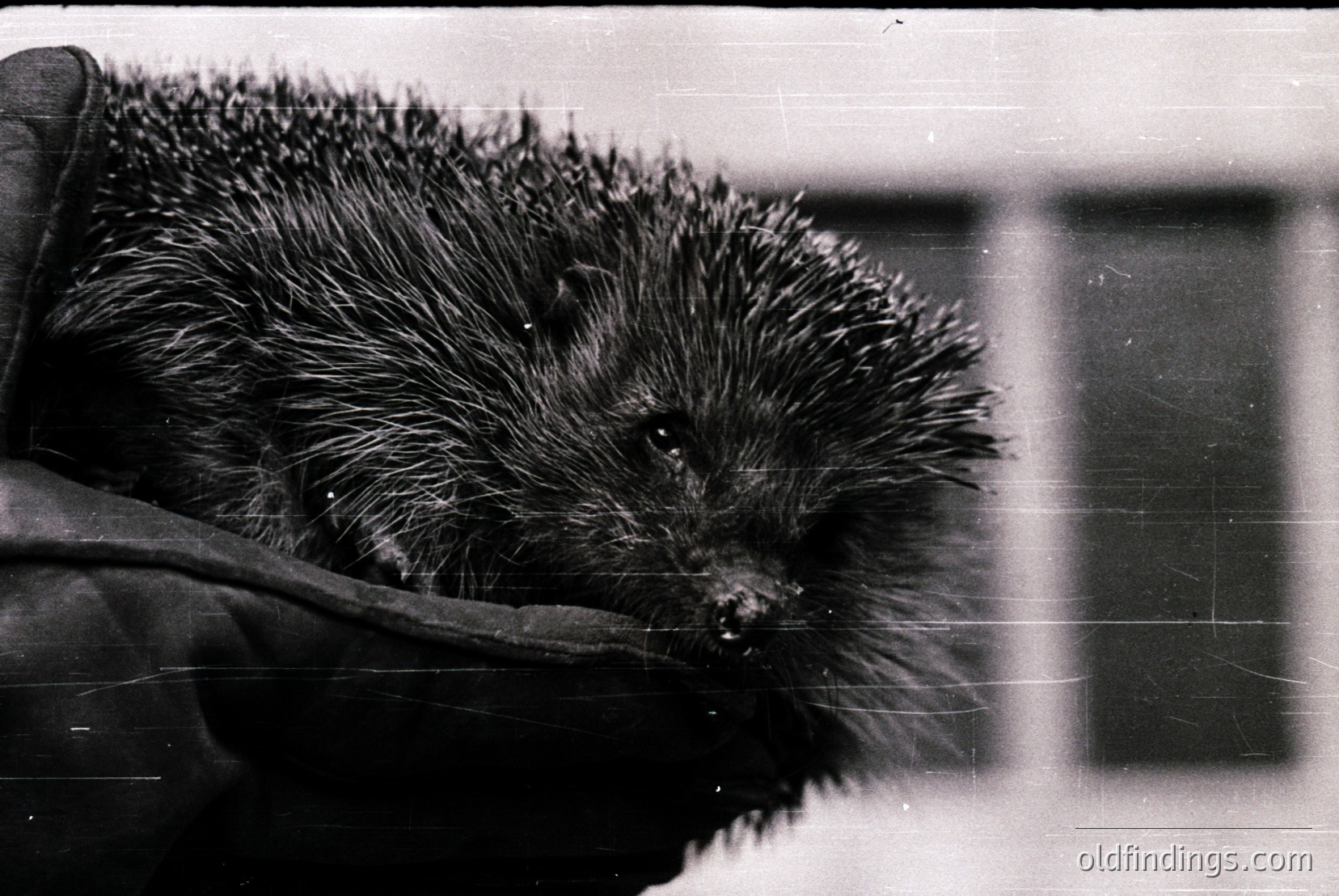 Vintage photograph