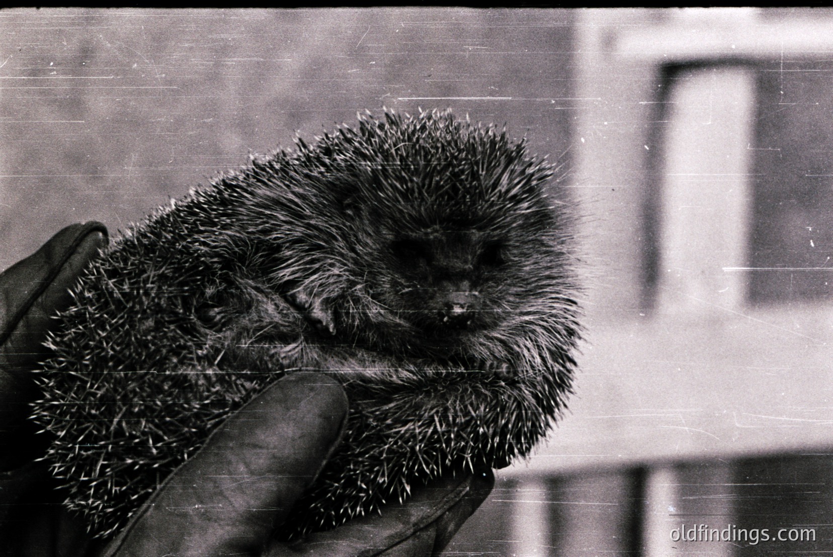 Vintage photograph