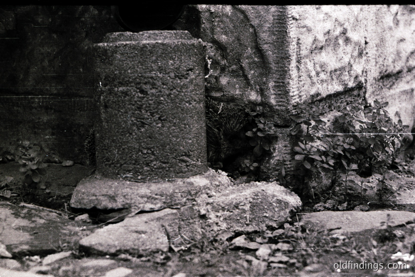 Vintage photograph