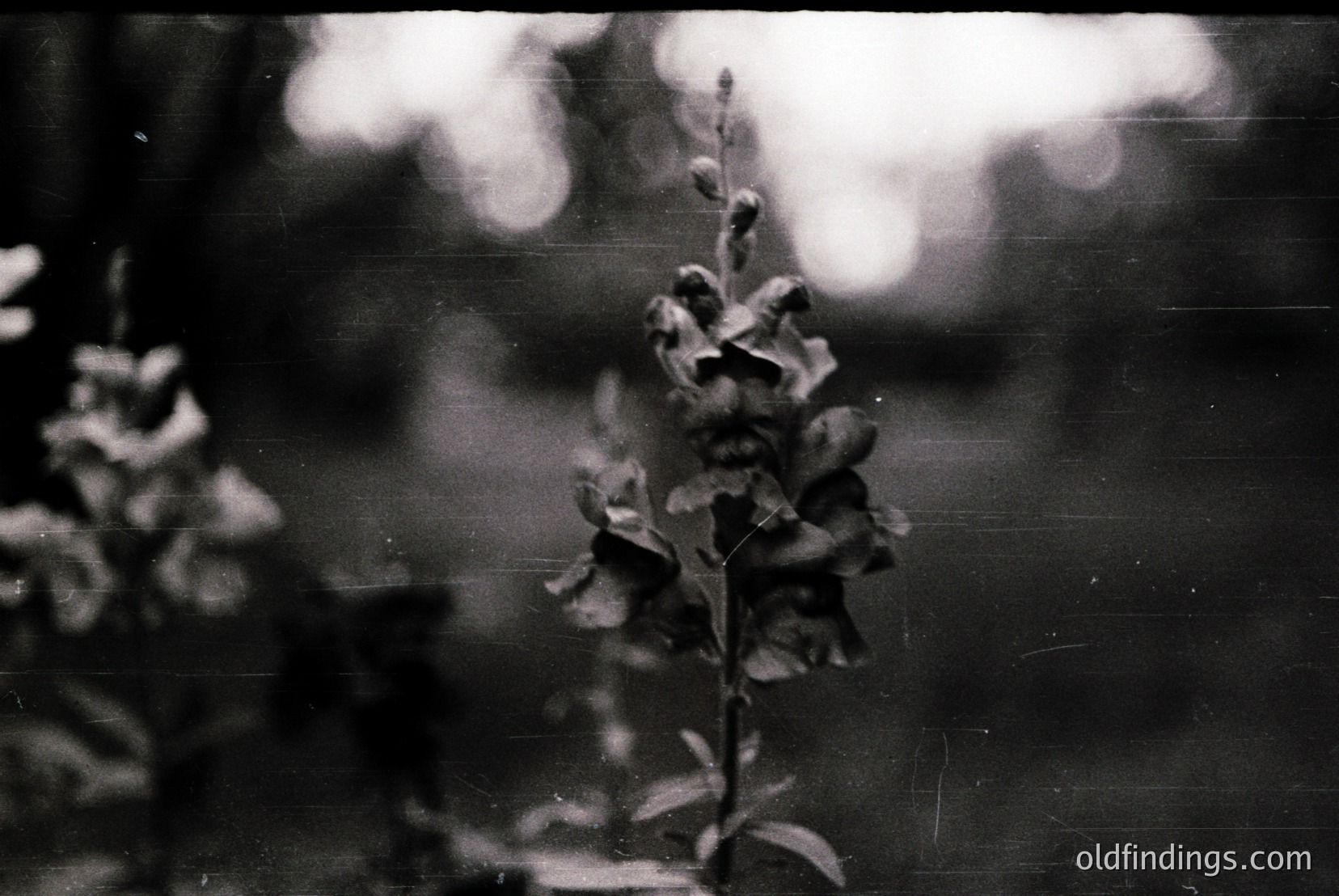 Vintage photograph