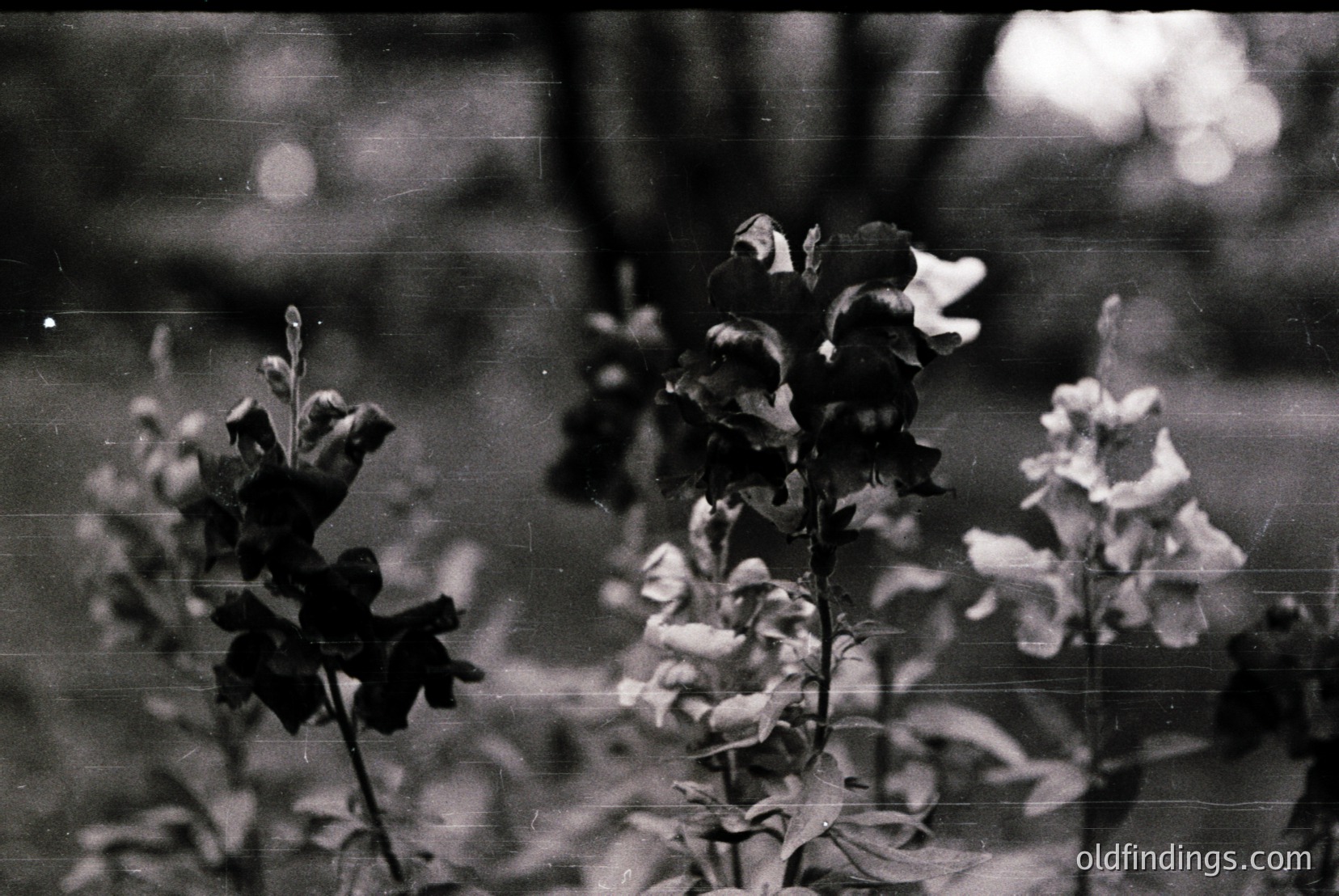 Vintage photograph