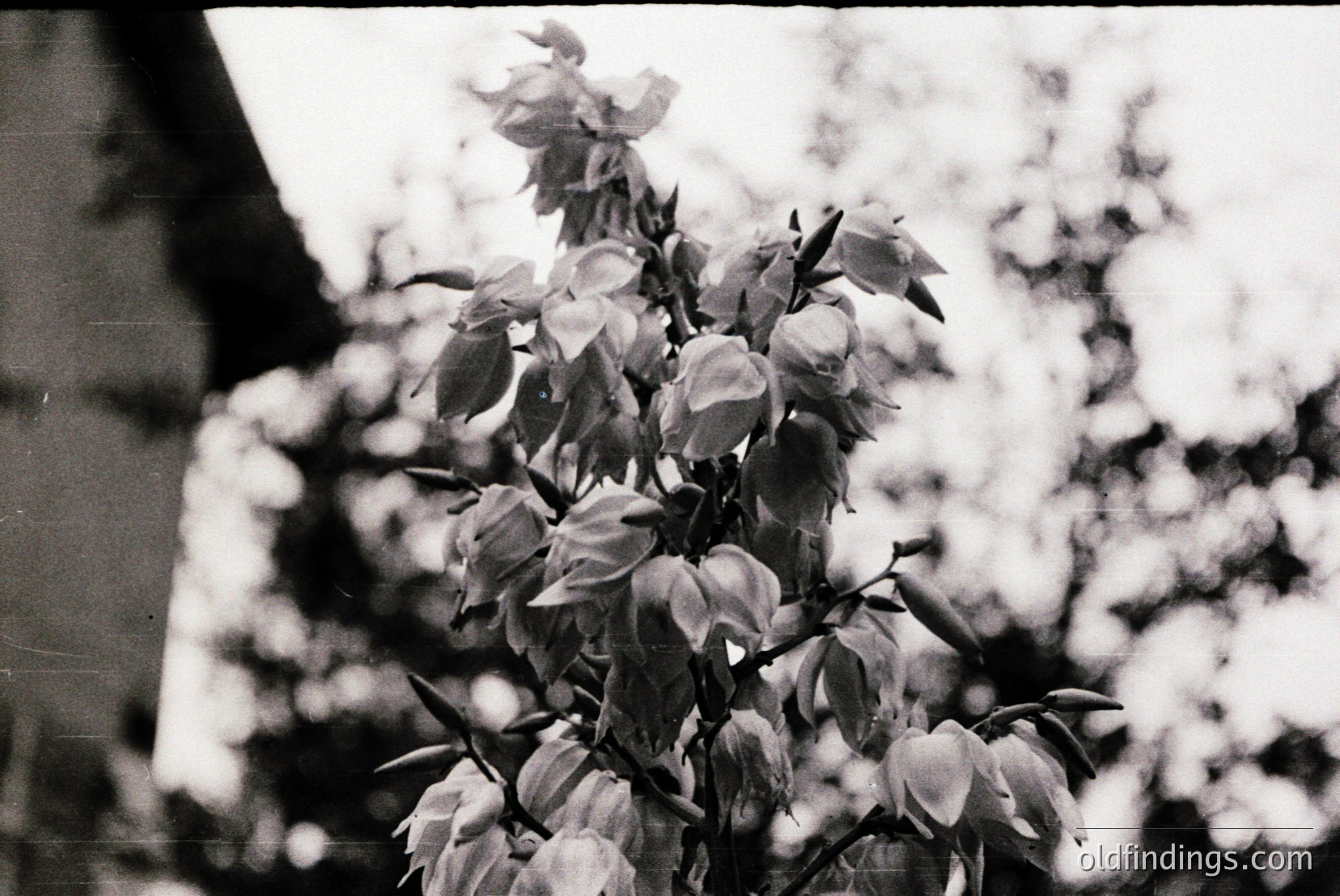 Vintage photograph