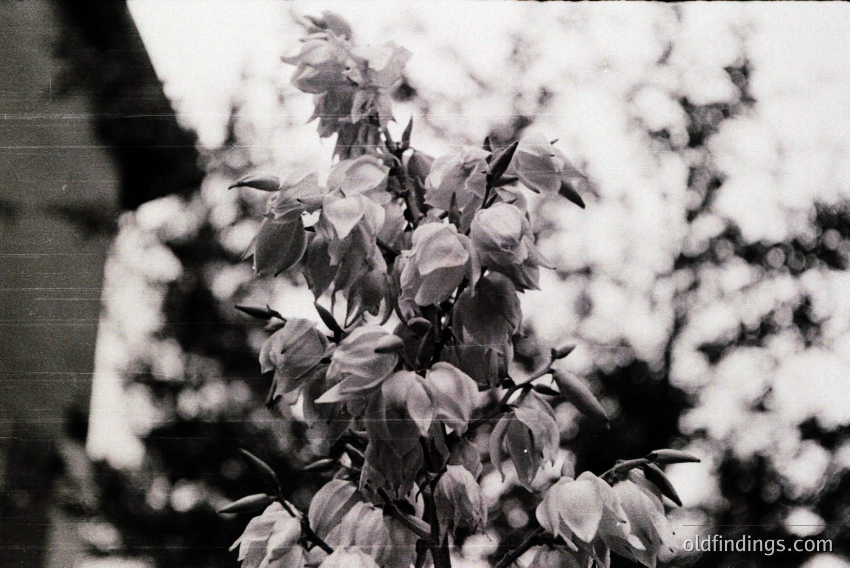 Vintage photograph