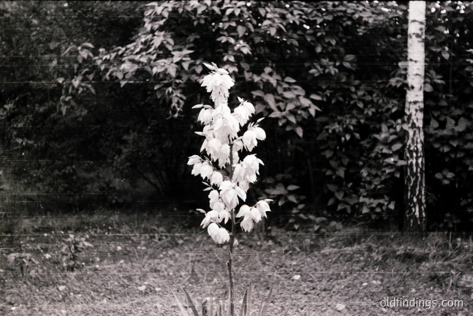 Vintage photograph