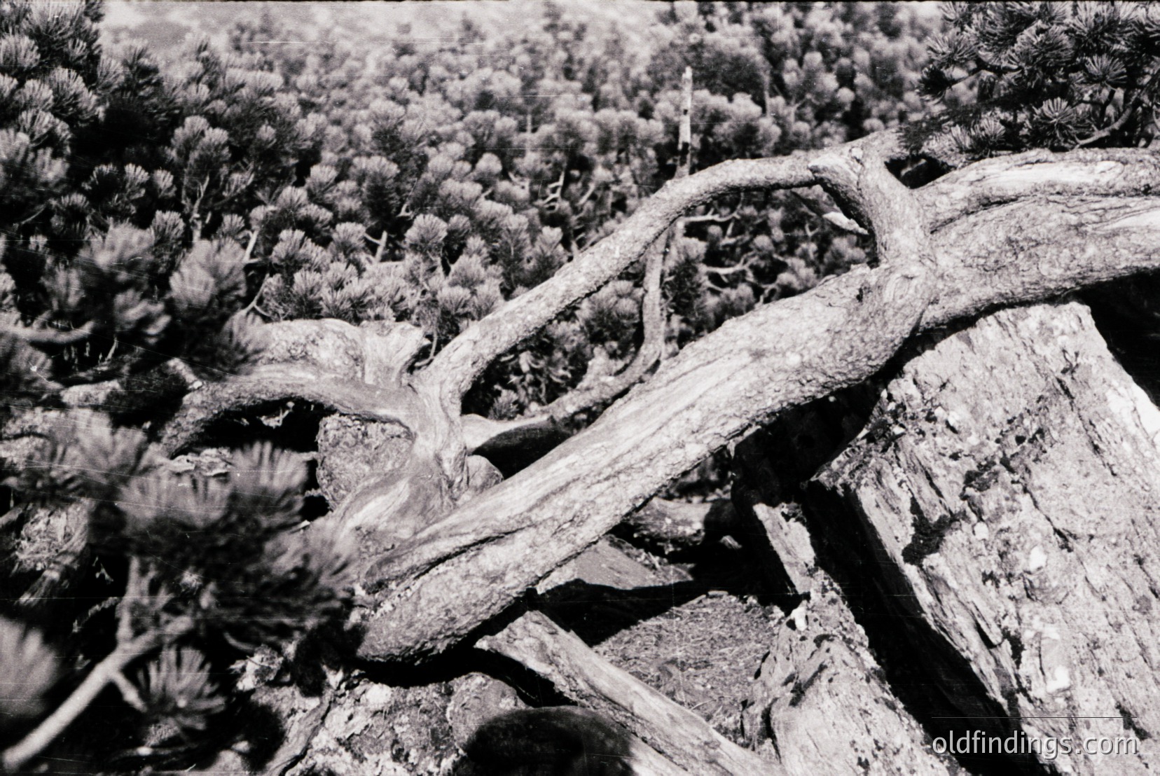 Vintage photograph