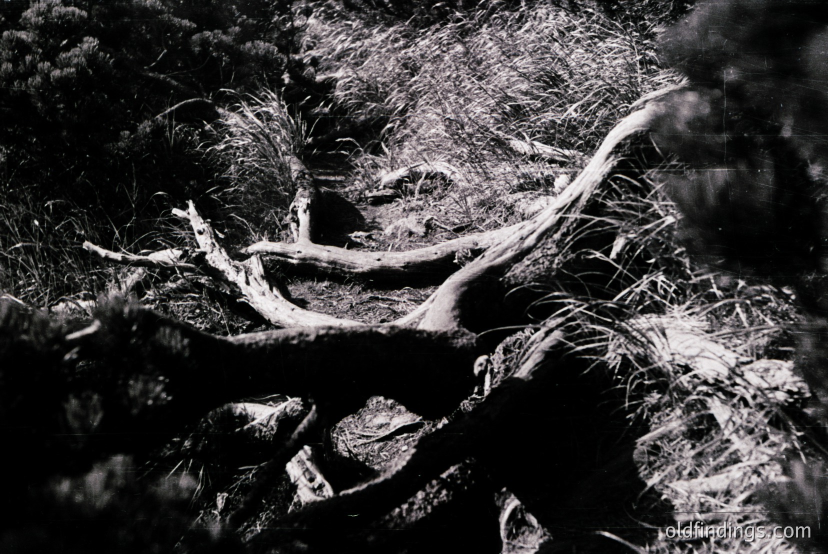 Vintage photograph