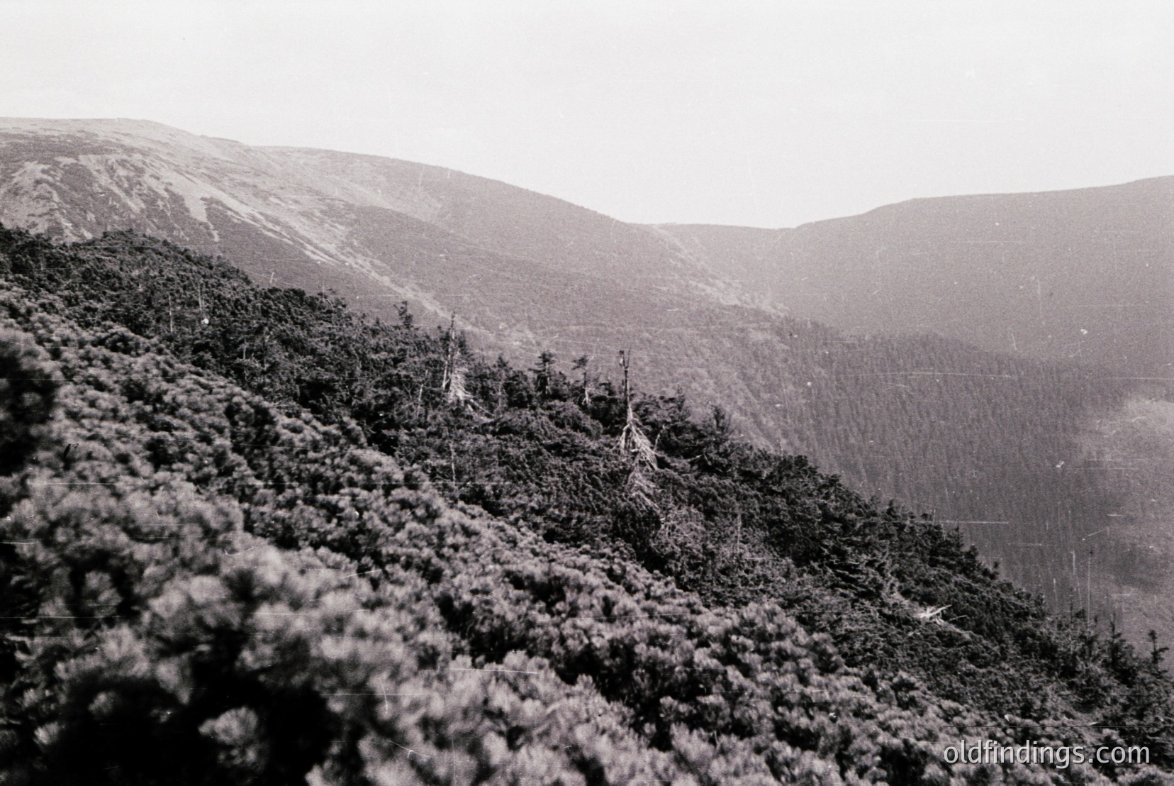 Vintage photograph