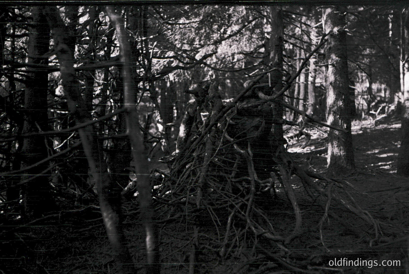 Vintage photograph