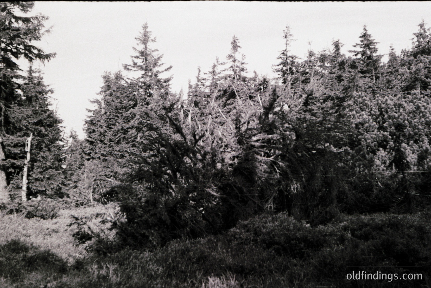 Vintage photograph