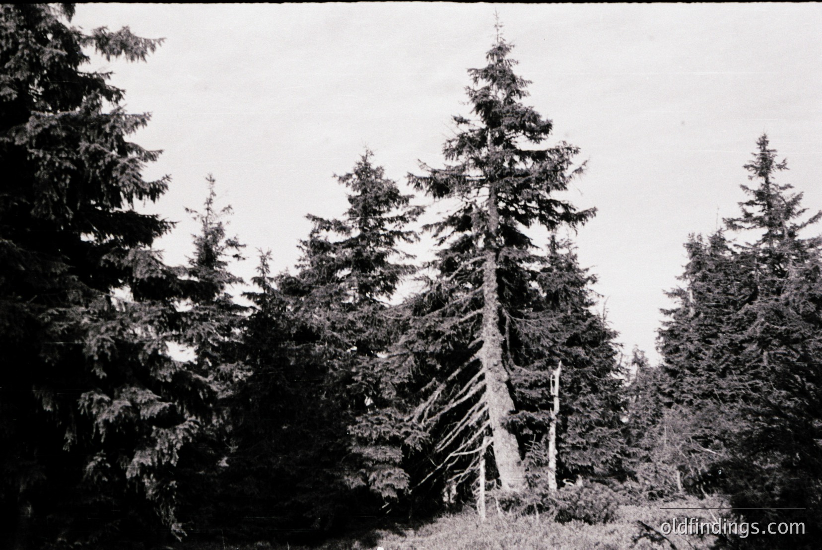 Vintage photograph