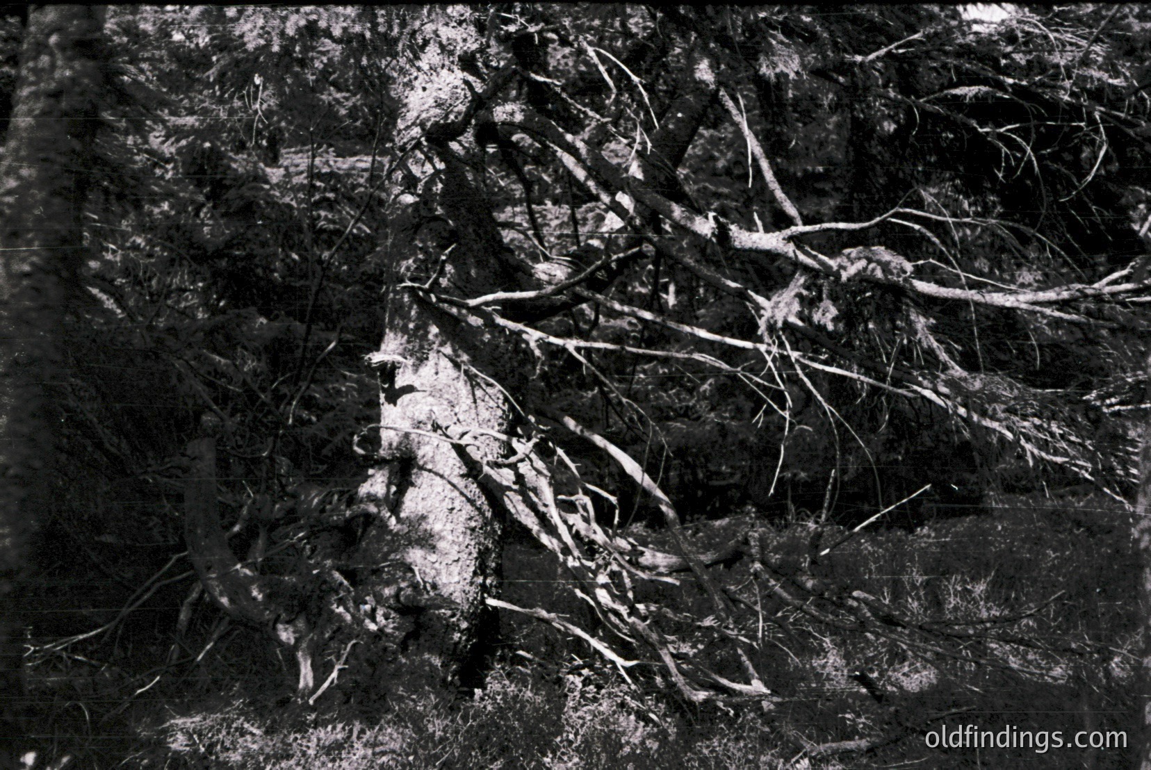Vintage photograph