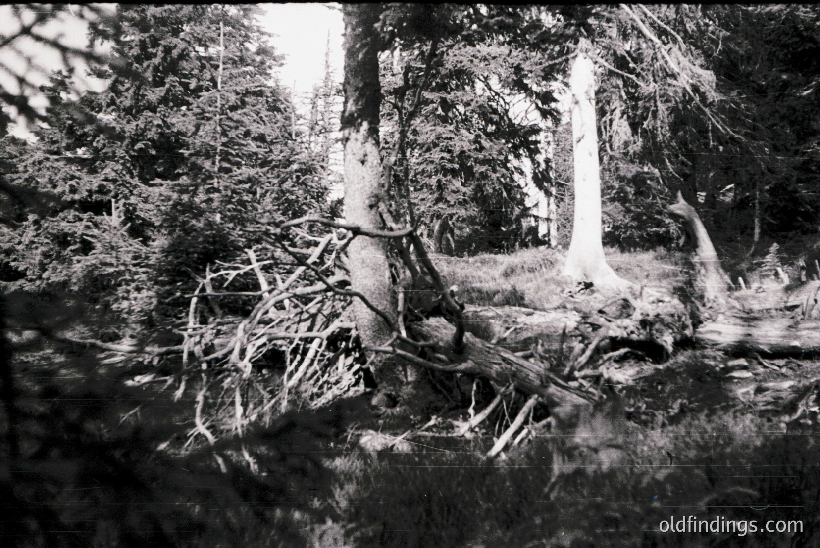 Vintage photograph