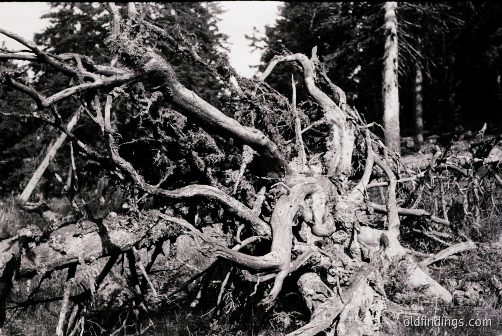 Vintage photograph