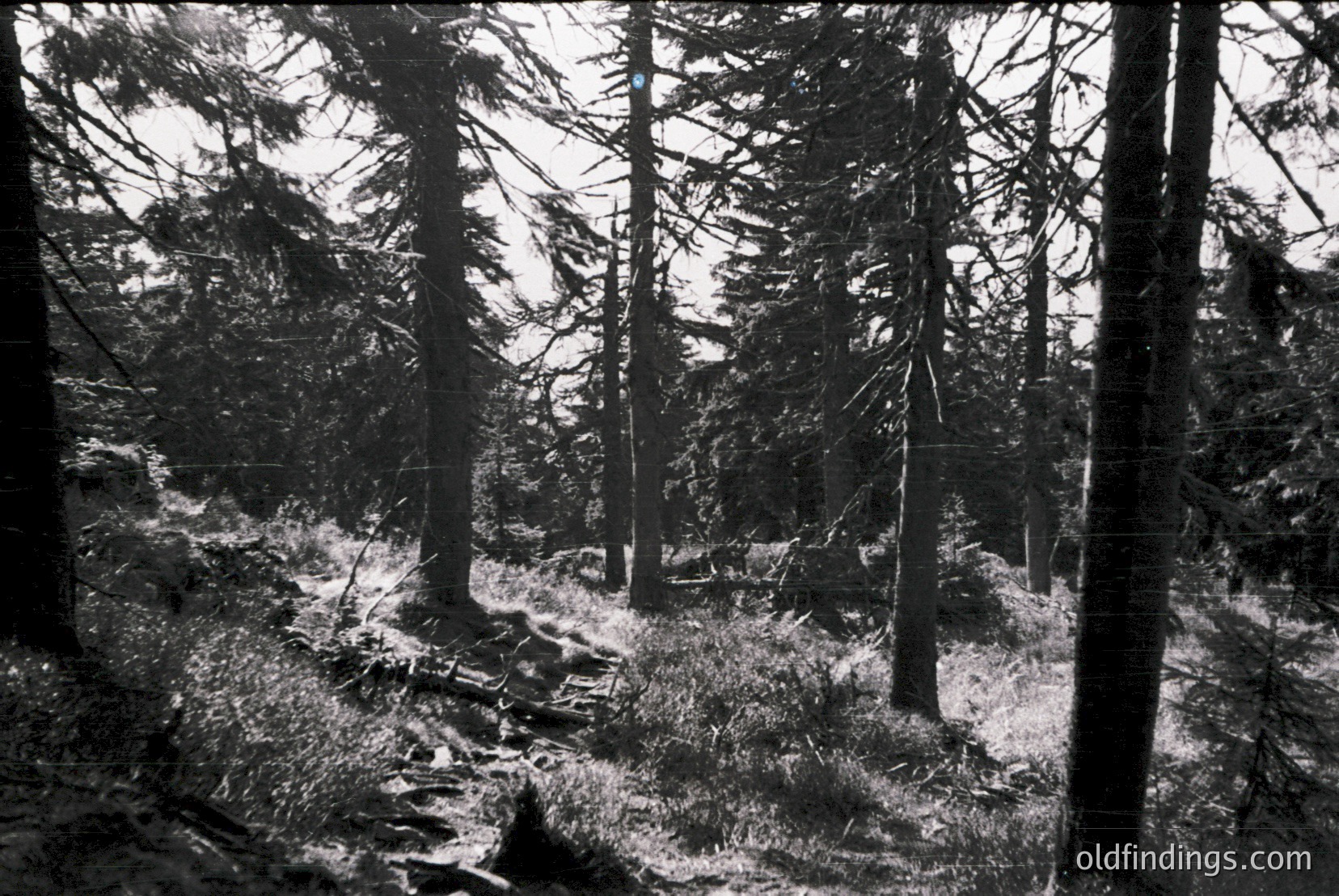 Vintage photograph