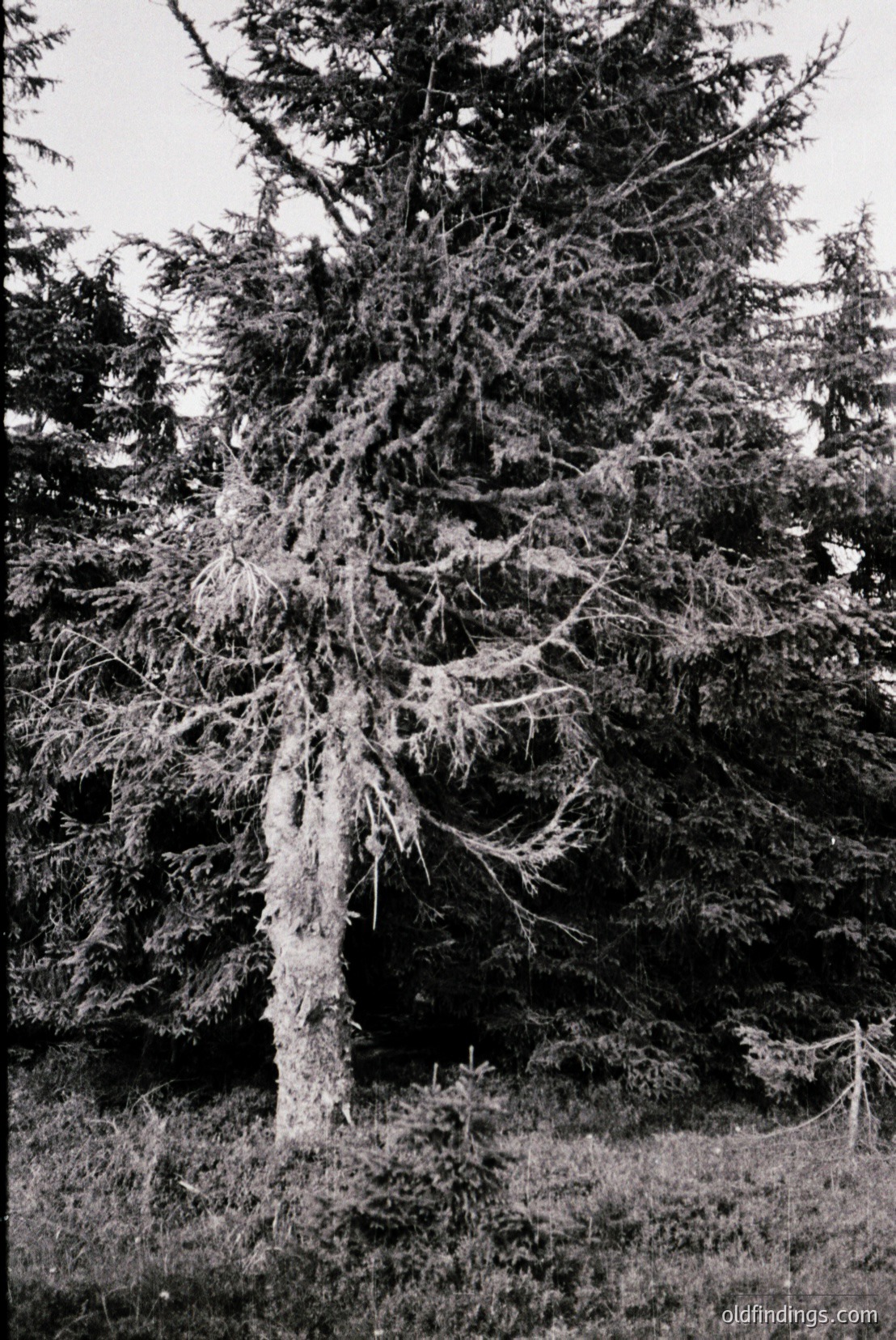 Vintage photograph