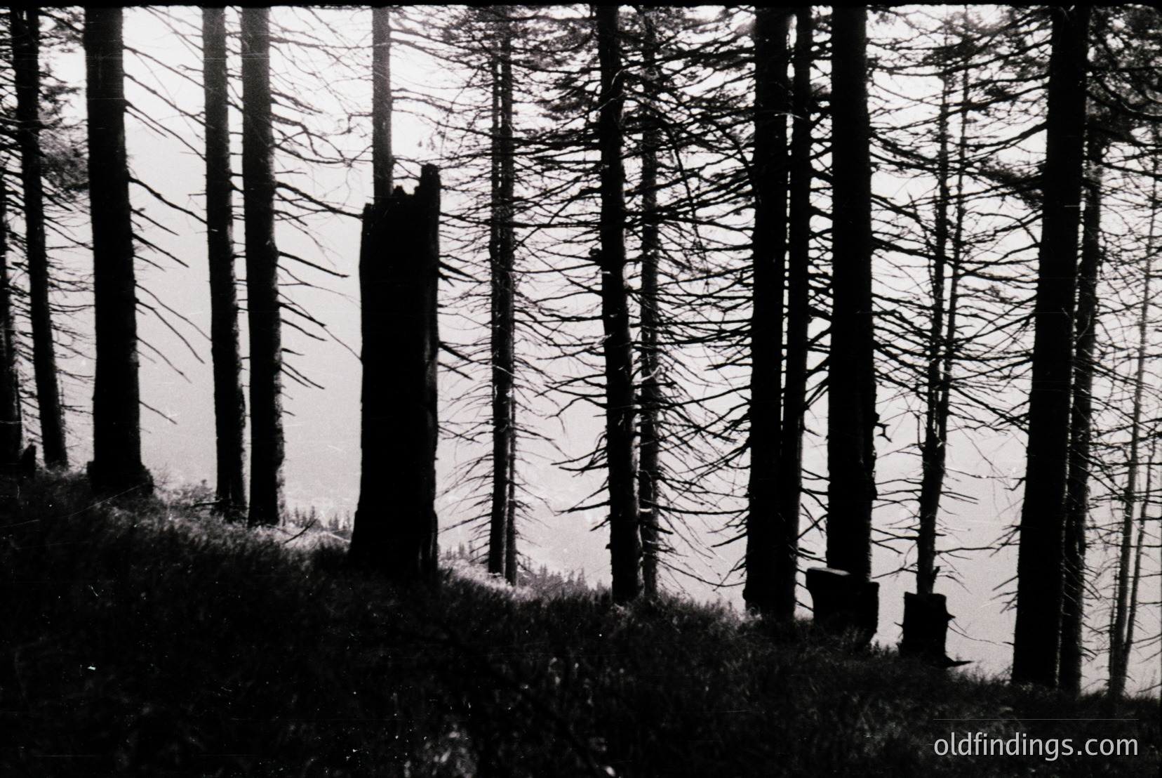 Vintage photograph