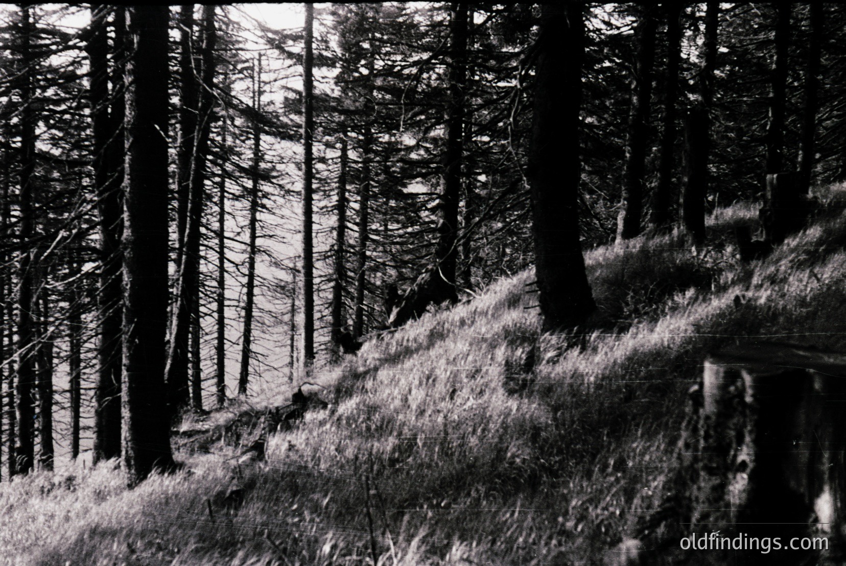 Vintage photograph