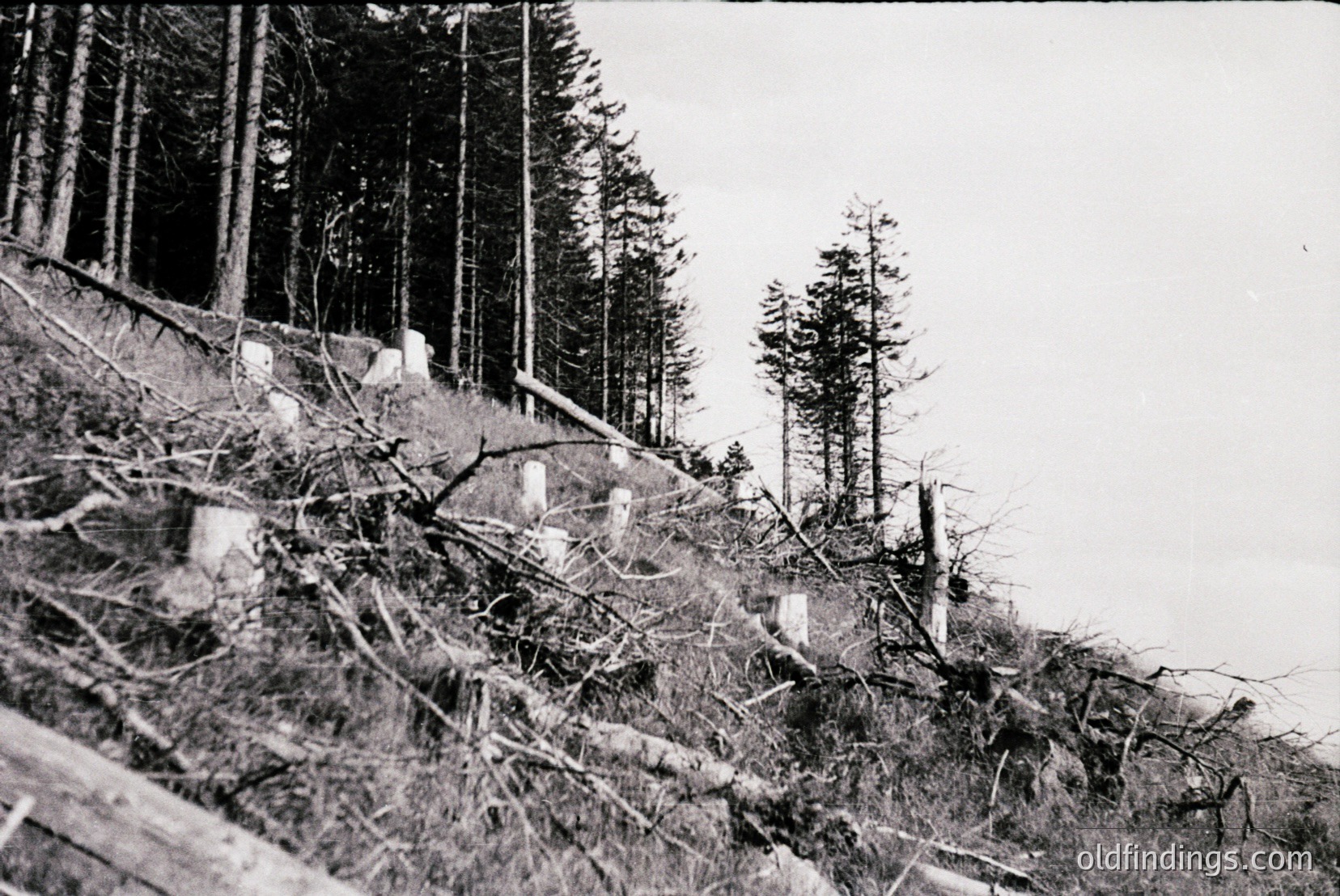 Vintage photograph