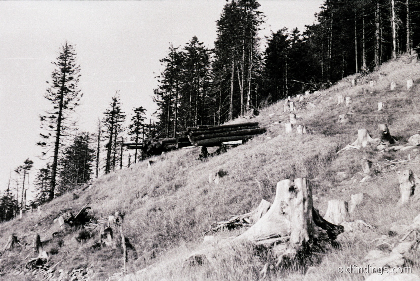 Vintage photograph