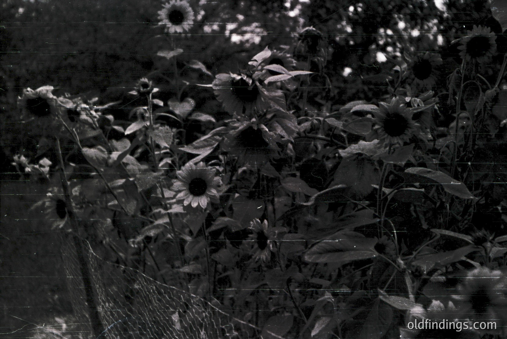 Vintage photograph