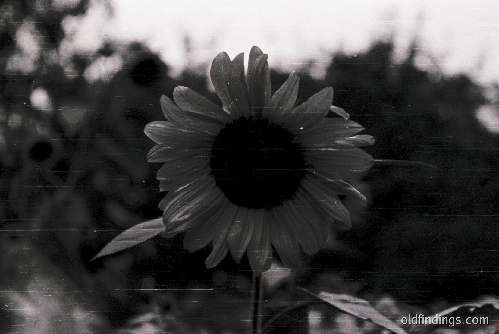 Vintage photograph