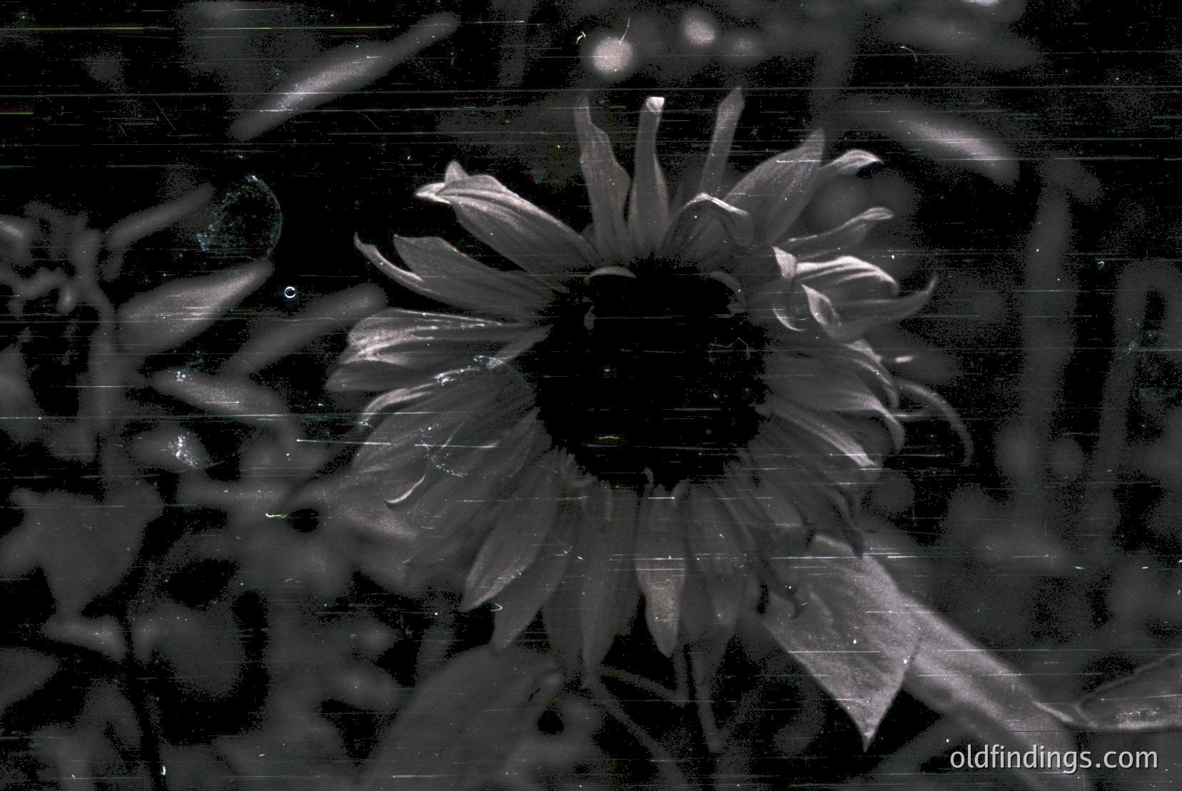 Vintage photograph