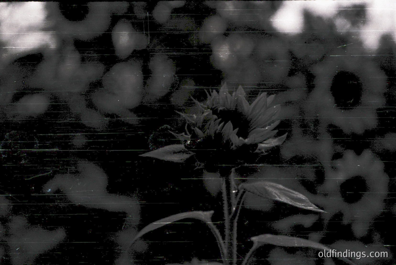 Vintage photograph