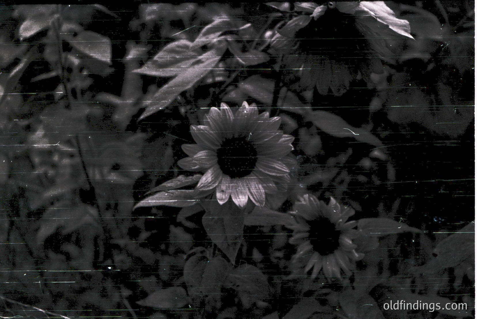 Vintage photograph