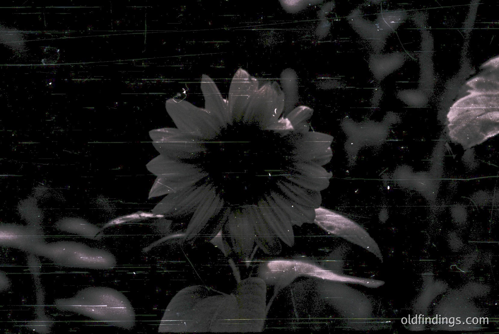 Vintage photograph