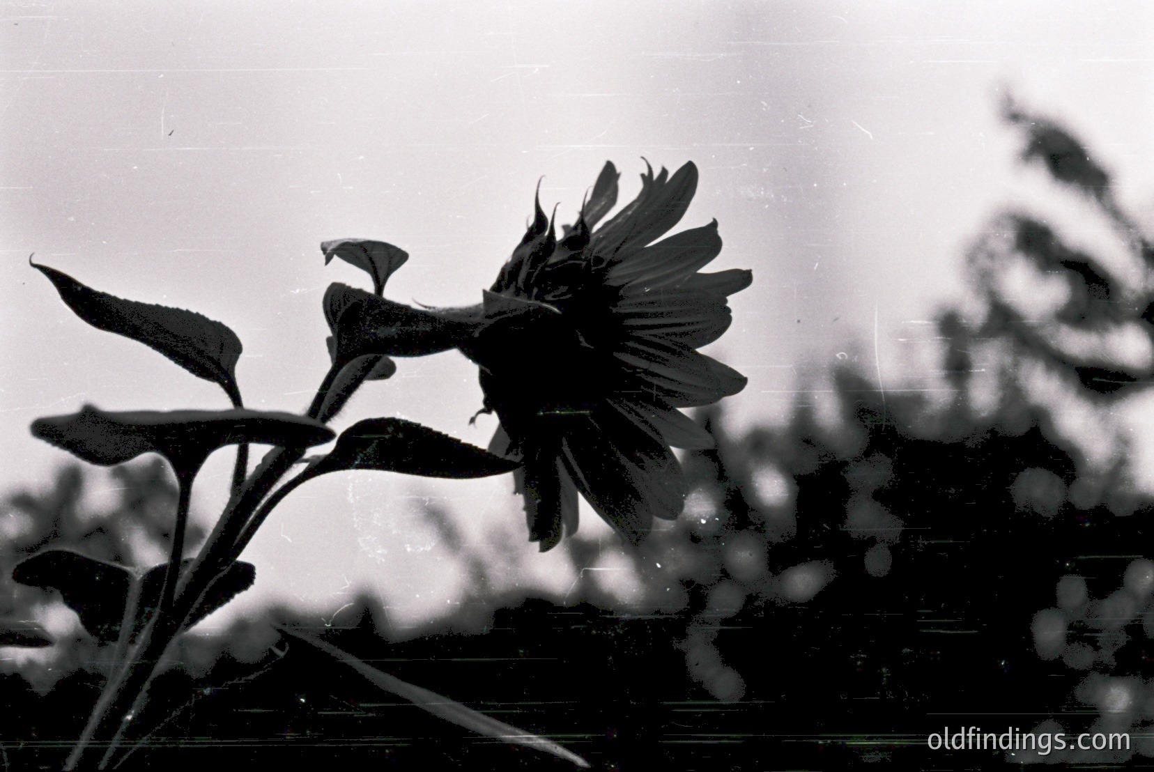Vintage photograph
