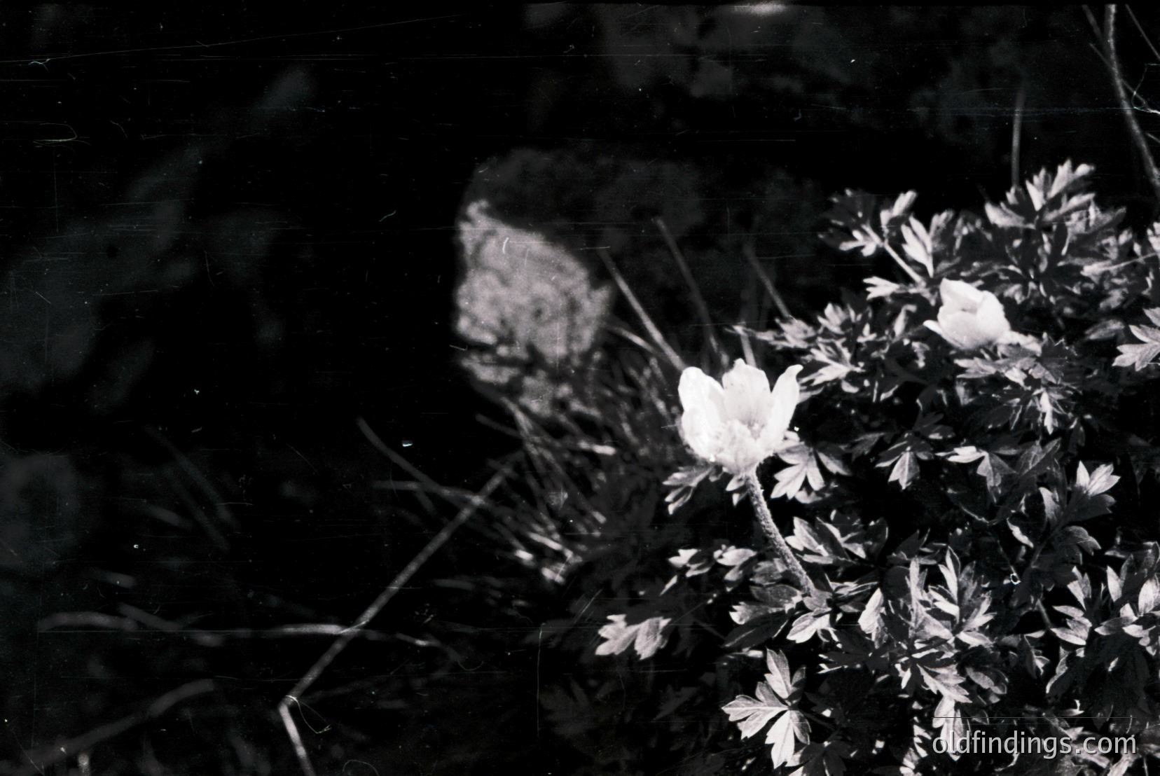 Vintage photograph