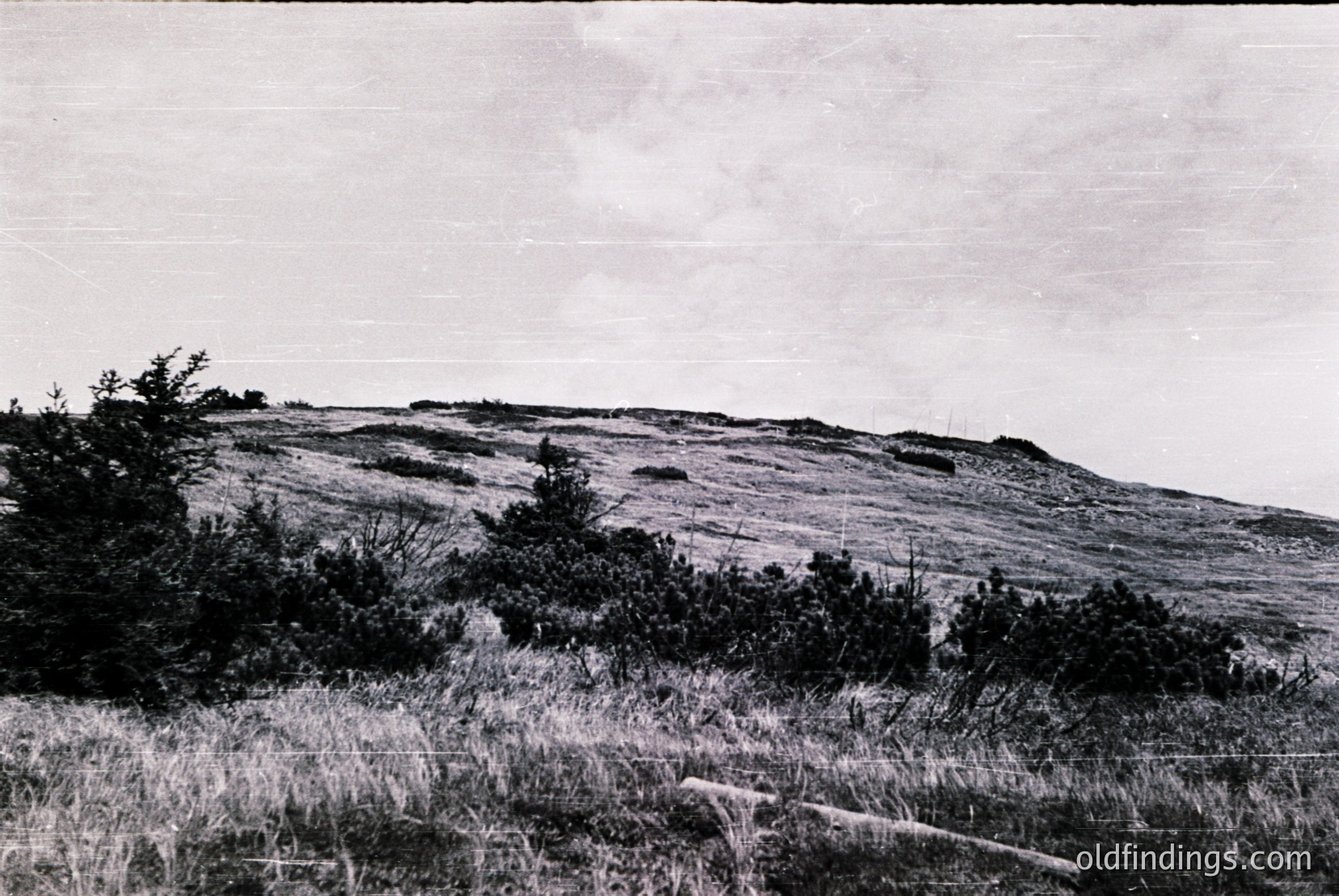 Vintage photograph