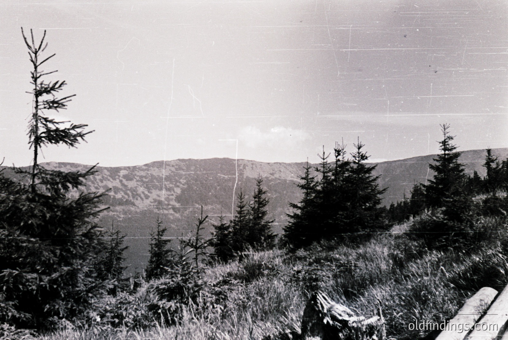 Vintage photograph