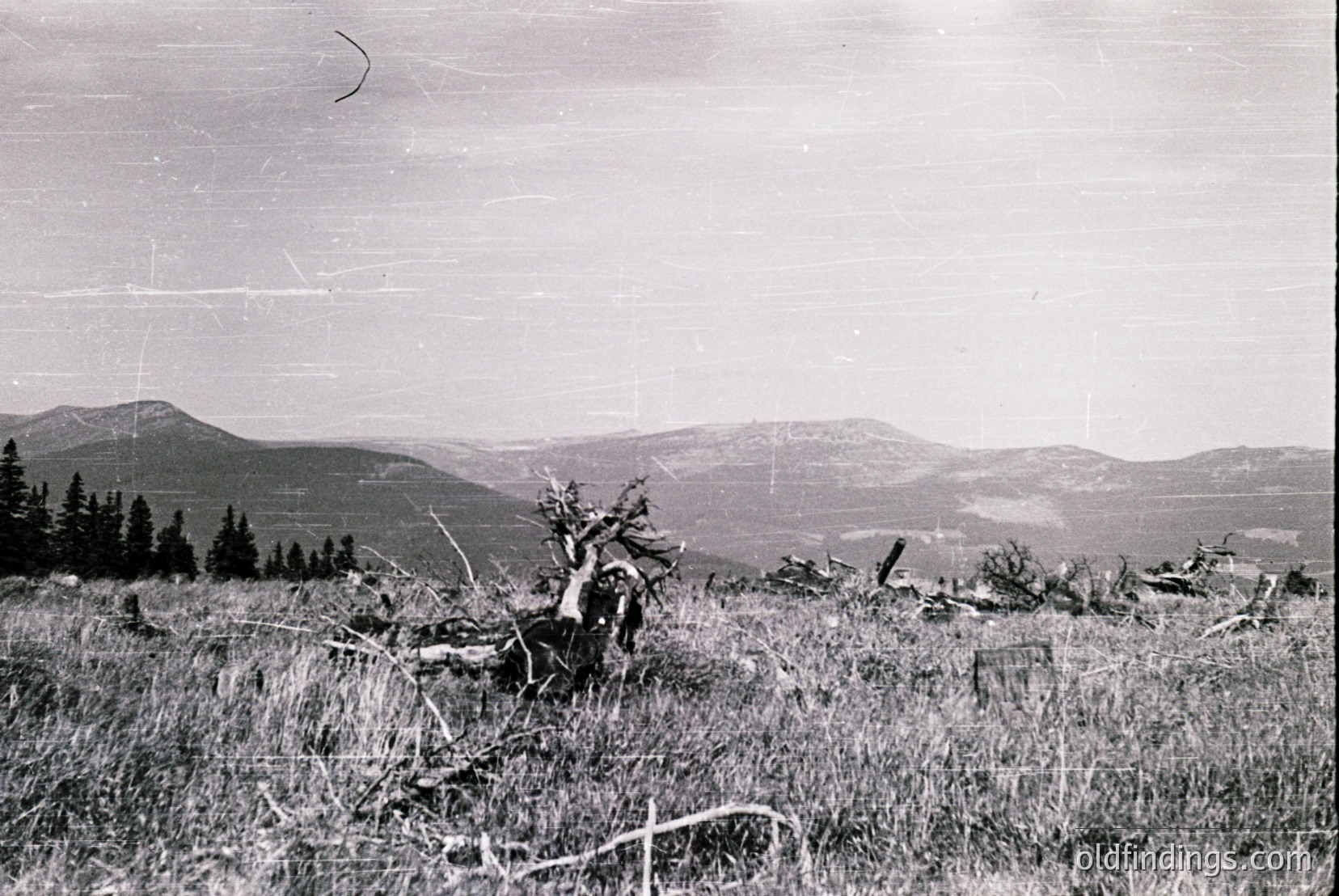 Vintage photograph