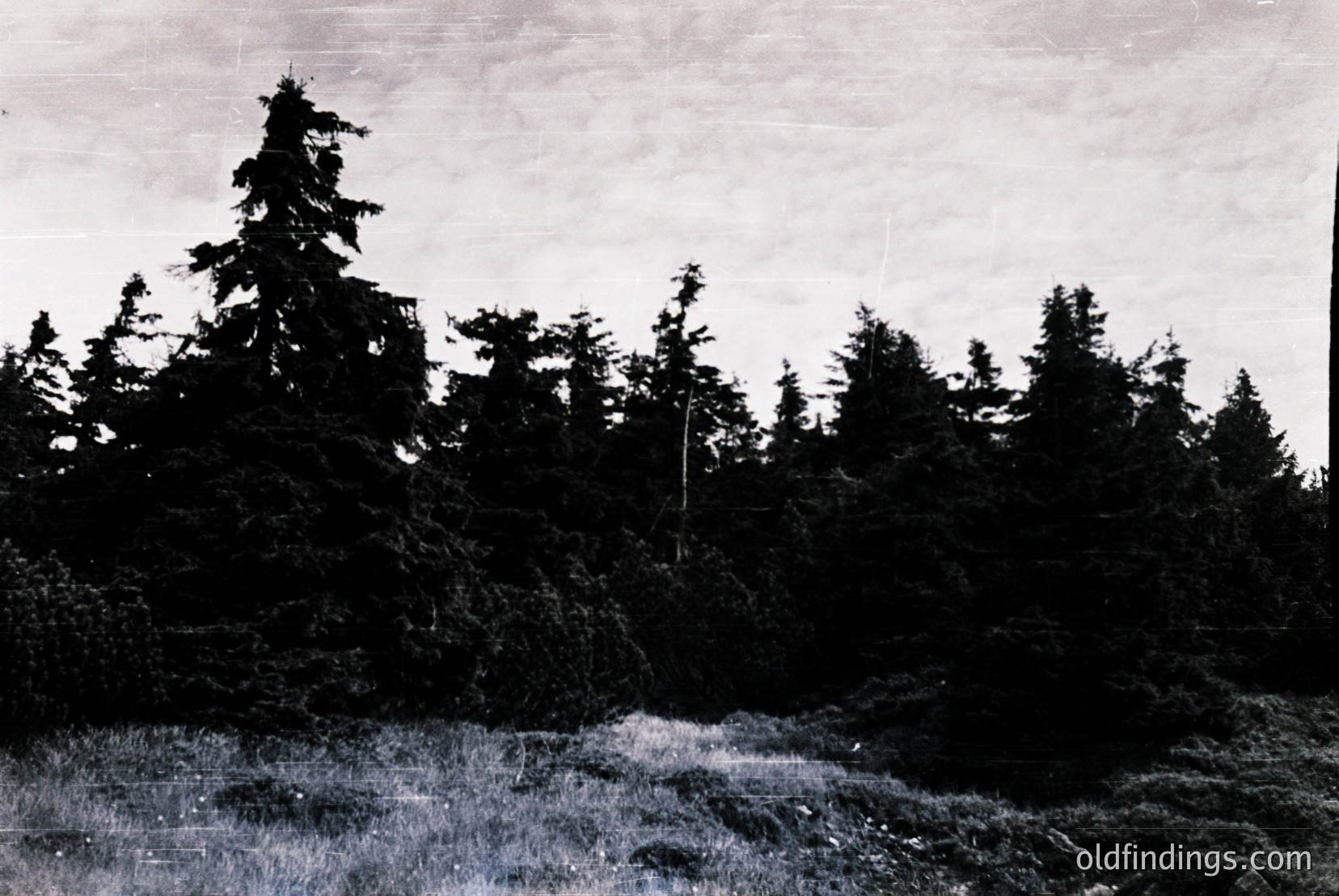 Vintage photograph
