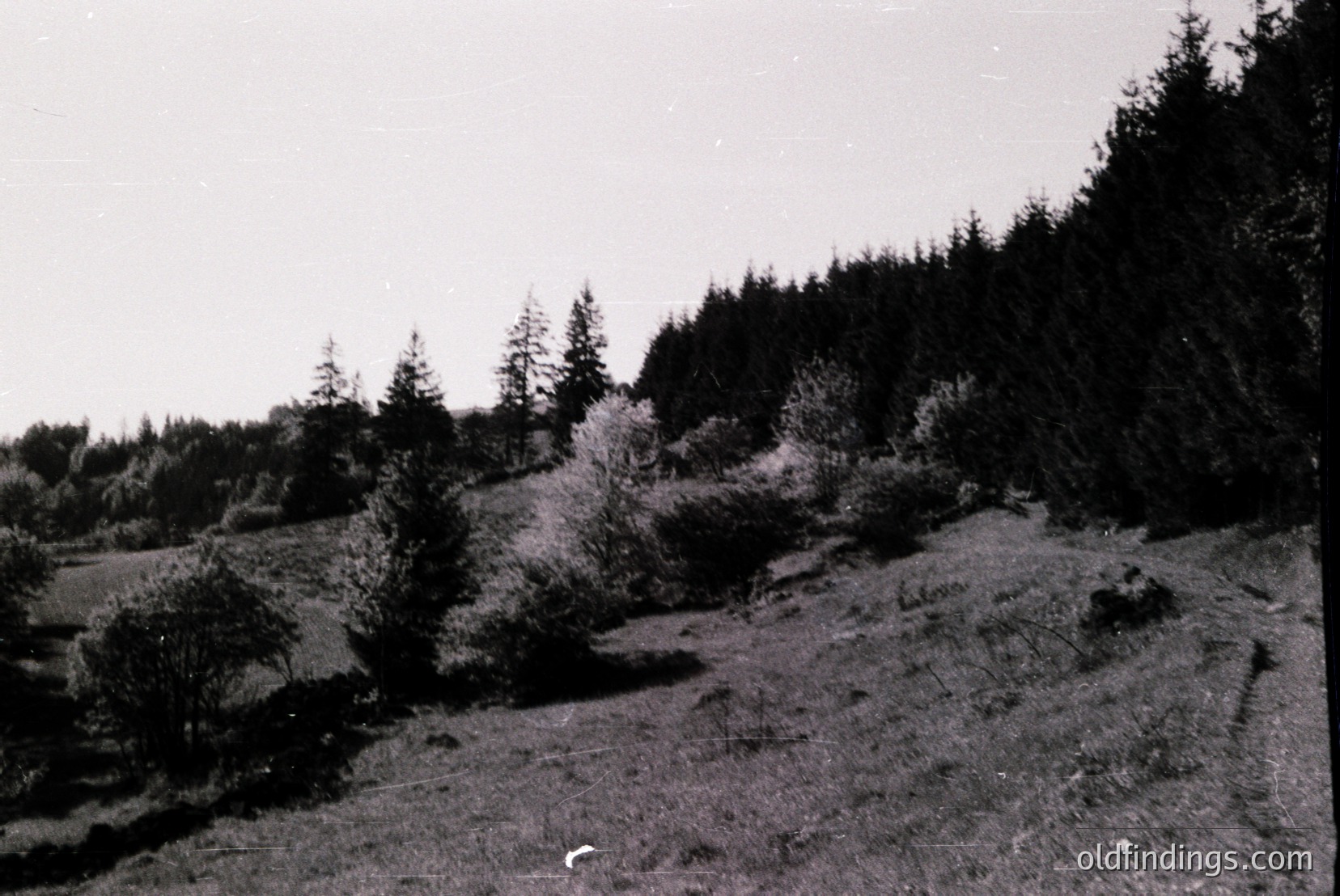 Vintage photograph