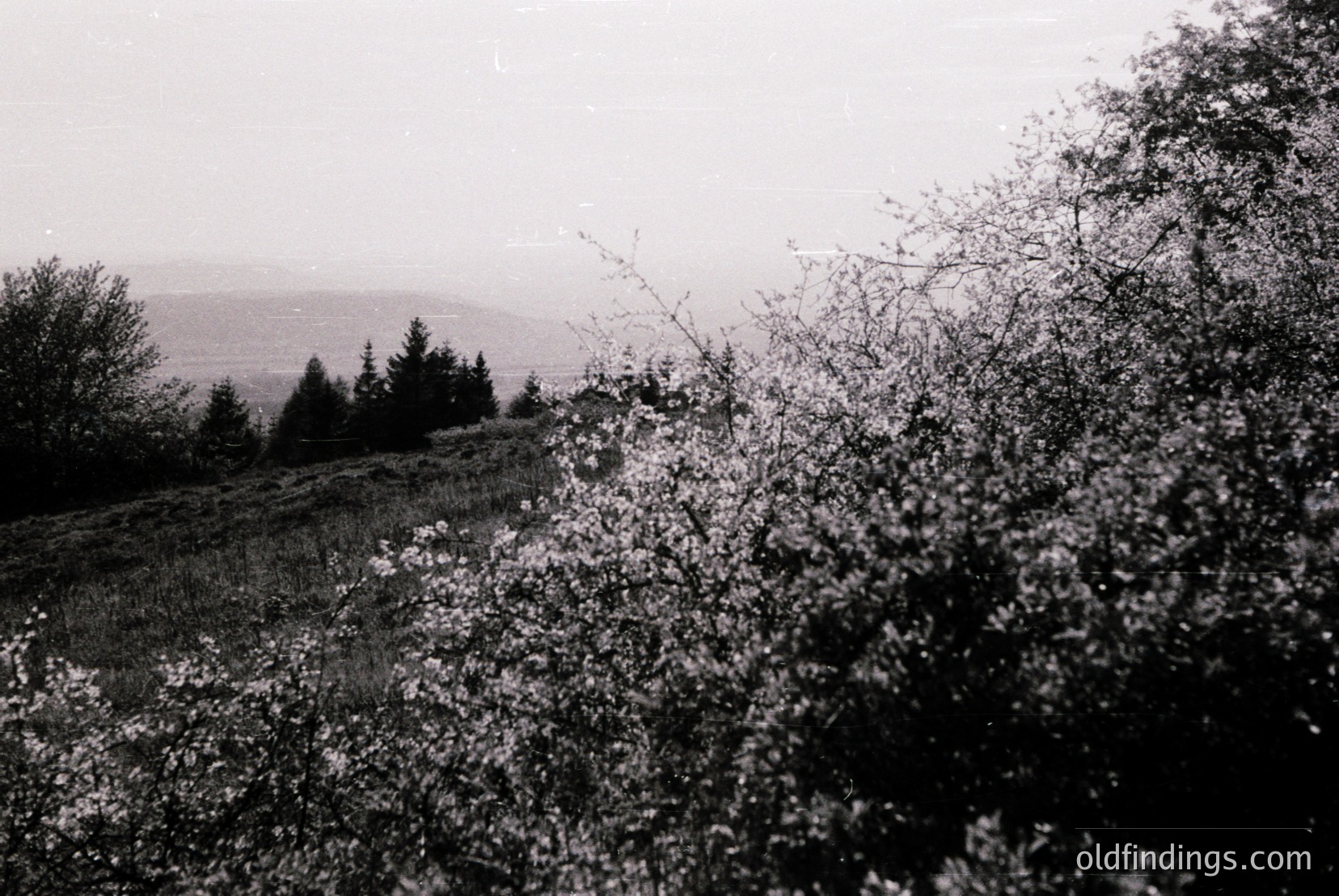 Vintage photograph