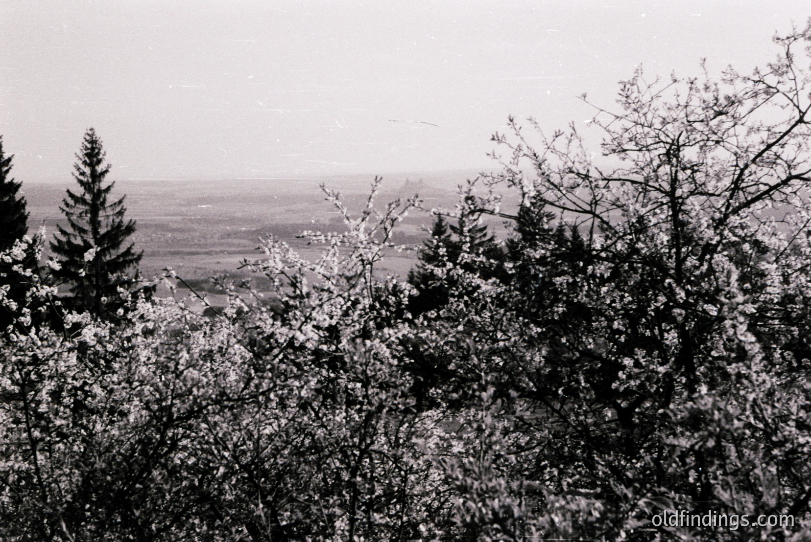 Vintage photograph