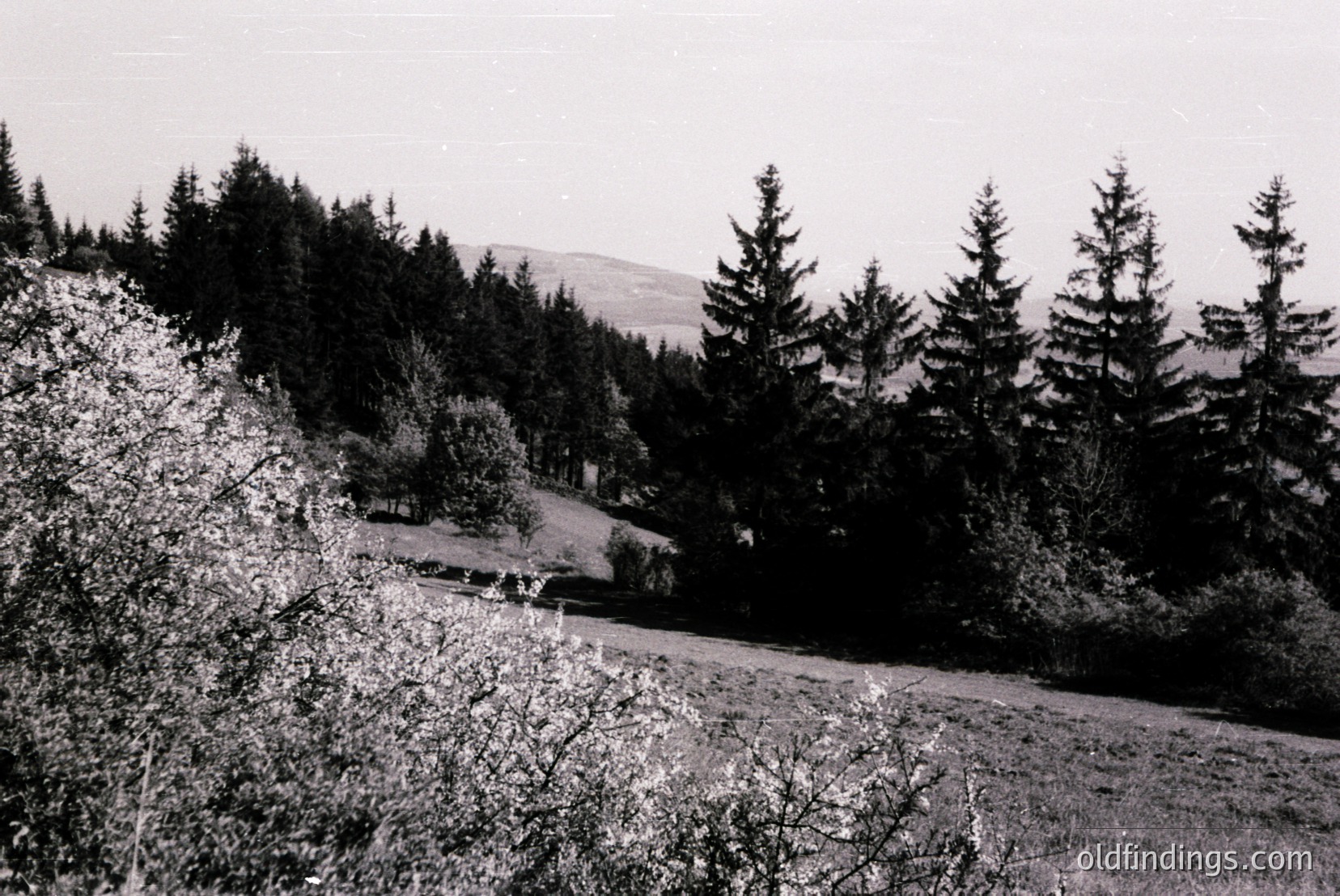 Vintage photograph
