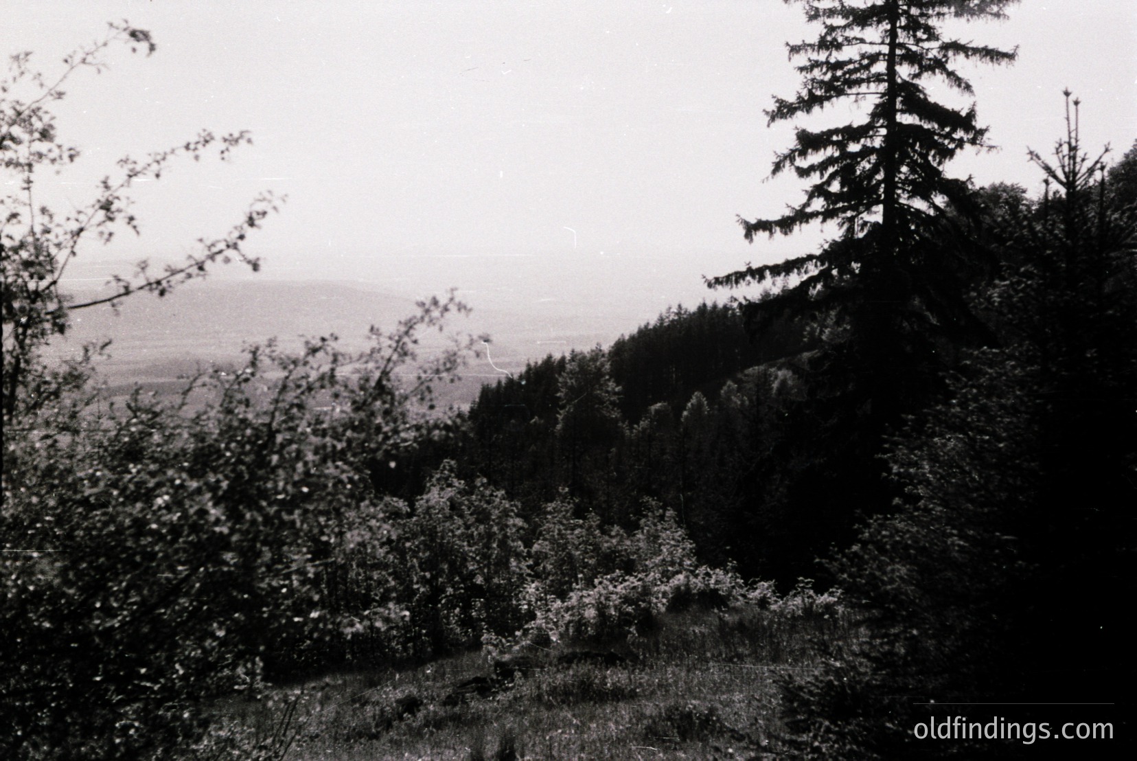 Vintage photograph