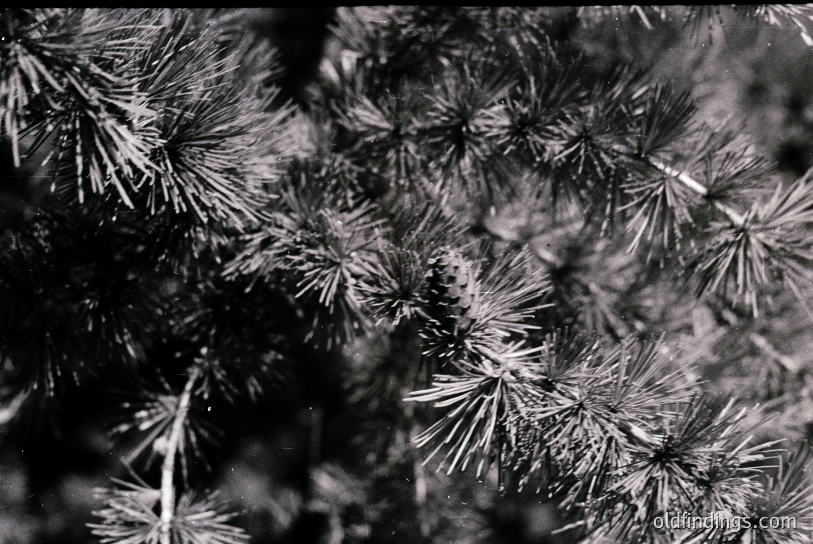 Vintage photograph