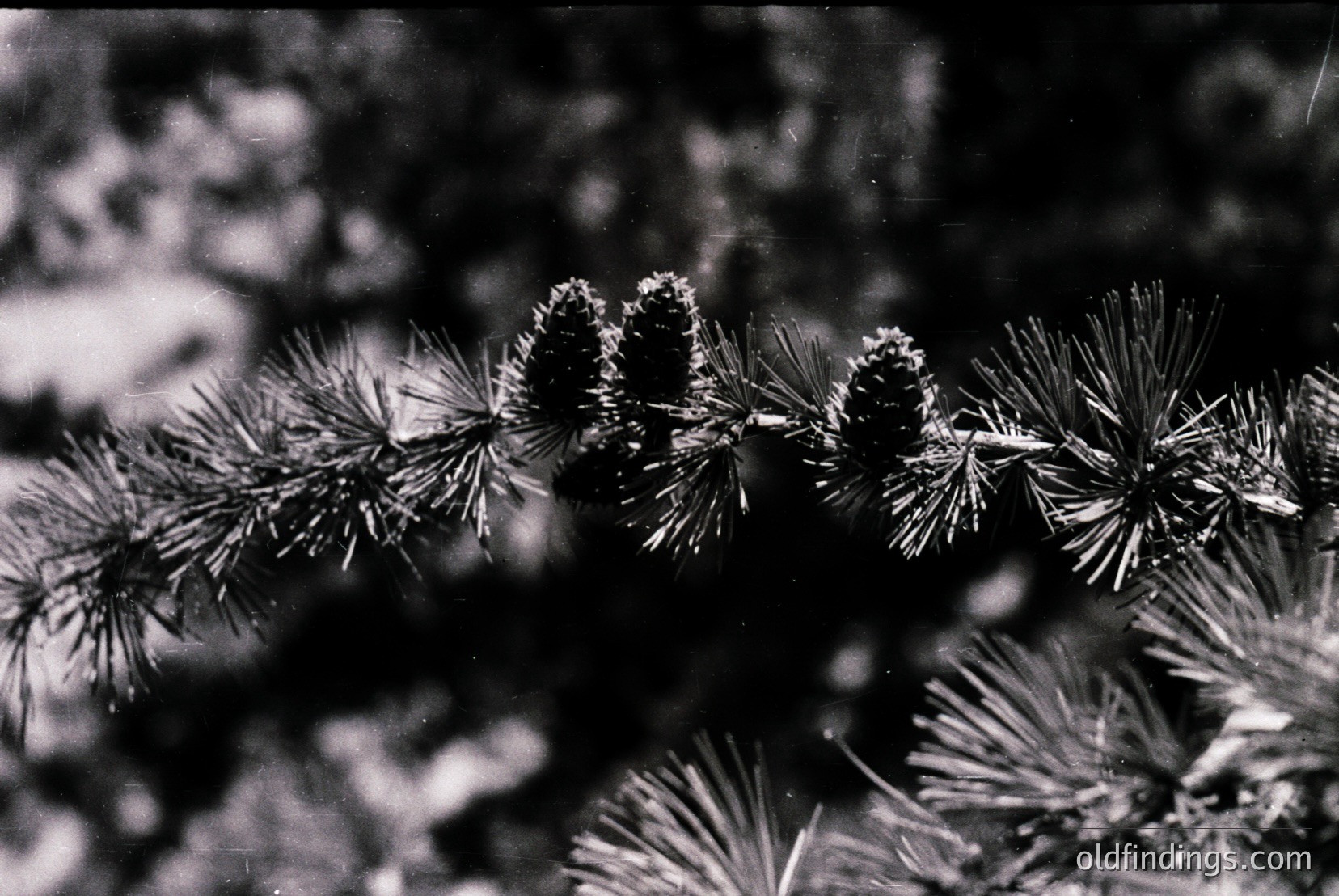 Vintage photograph