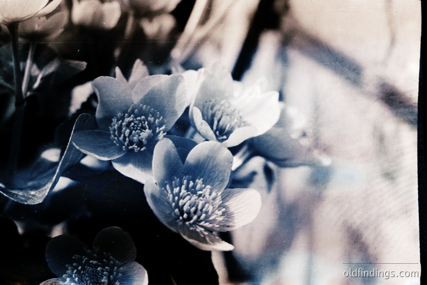 Vintage photograph