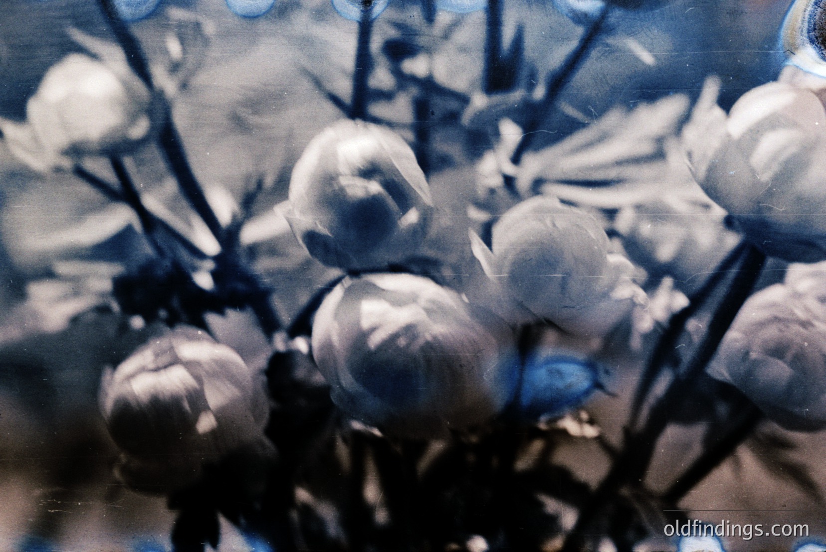 Vintage photograph